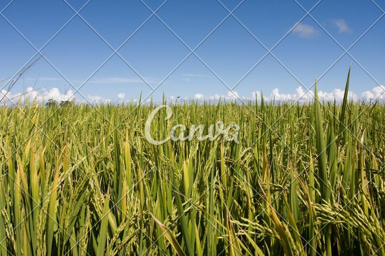 绿色天空蓝色户外风景景观设计晴朗稻田自然美农作物图片