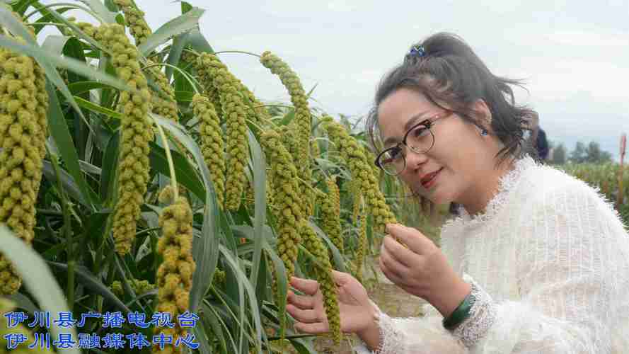 伊川小米获得中国农产品区域公用品牌市场竞争力品牌