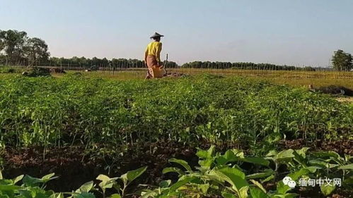 缅甸若开邦因农业用品价格高昂,种植冷季作物的农户面临困难
