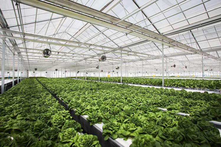 探营京东植物工厂总面积达1万多平米产量为常规种植34倍